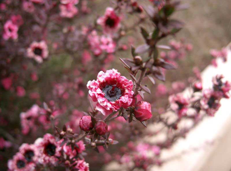 Blüte des australischen Teebaums